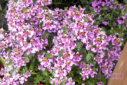 花语大全:蛾蝶花的花语是什么?