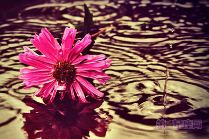 你所不知的结婚纪念日送花讲究