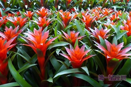 凤梨花的花语:完美无缺