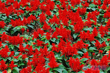 一串红的花语是什么？