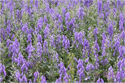 5月19日花语:附子花,生日花语恶意