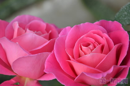 不同颜色的月季花语知多少?