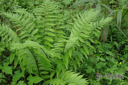 1月30生日花:铁角凤尾草,生日花语热情