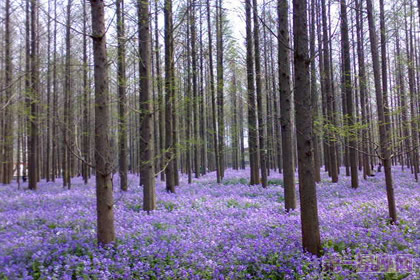 二月兰花语：谦逊与质朴并存