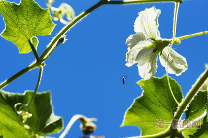 1月12日生日花:葫芦花,生日花语纯洁