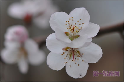 2月23日生日花语：杏树，生日花语结实