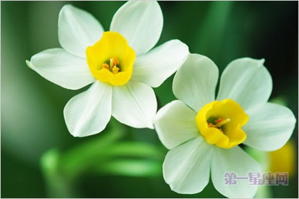 3月23日花语:绝世水仙,生日花语自豪