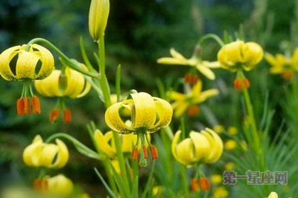 5月31日花语：庇里牛斯百合，生日花语寻觅