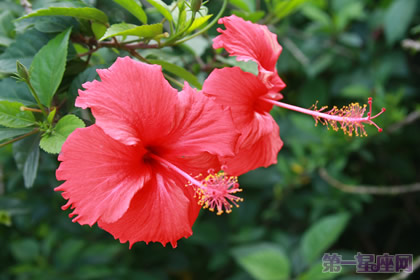 一年四季都盛开的花是什么花?