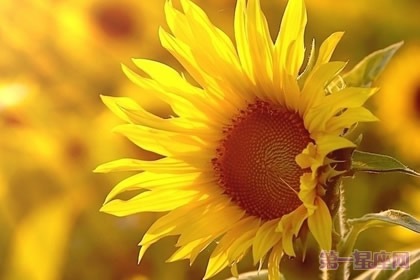 俄罗斯的国花是什么花?