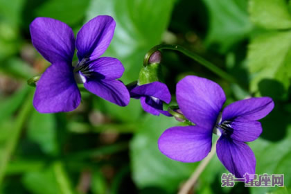 二月的花语是什么?紫罗兰