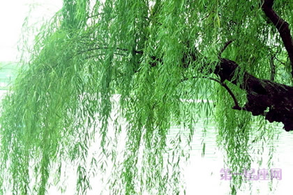 植物花语:杨柳的花语是什么?