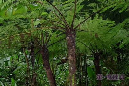 花语大全：桫椤、蛇木的花语是什么？