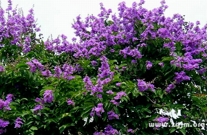 紫薇花花语