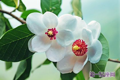 天女花的花语:勤劳、善良