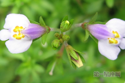 通泉草的花语:守秘(沉默不语)