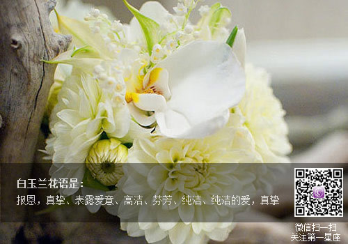 白玉兰花语是什么,送白玉兰代表的含义?