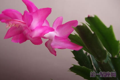 蟹爪兰的花语:鸿运当头、运转乾坤