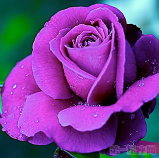 紫玫瑰花语是什么,紫玫瑰的含义!