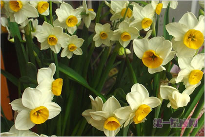 5月3日花语:雉眼水仙,生日花语神圣