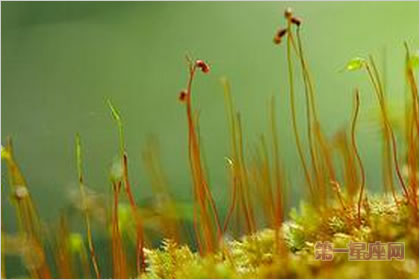 2月8生日花：土马鬃，生日花语救济