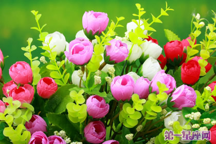 花语大全：各种花语大全带图片