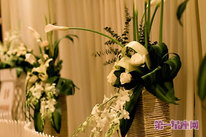 花语大全:海芋花的花语是什么?