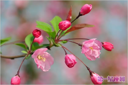 各种花的花语:垂丝海棠的花语是什么?