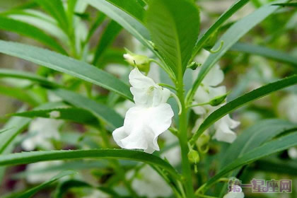 白凤仙花的花语及传说