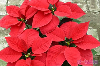 一品红的花语是什么