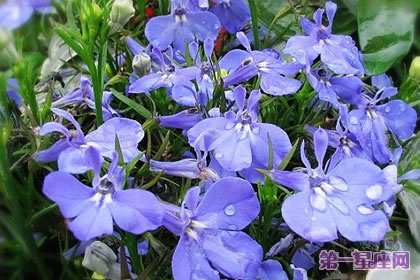 六倍利花语：可怜、同情