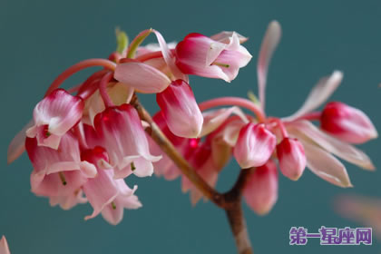 吊钟花花语：隐藏的美