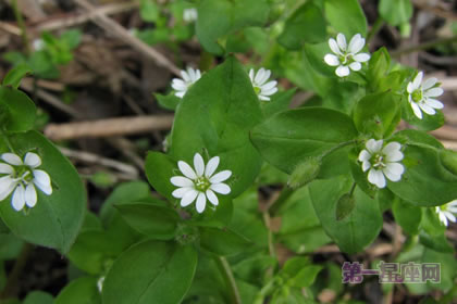 3月4日生日花语：繁缕，生日花语恩惠