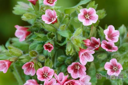 2月27生日花语:兜藓,生日花语复杂