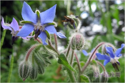 4月14日花语:琉璃苣,生日花语机智