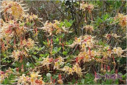 5月27日花语：黄石南，生日花语庆祝