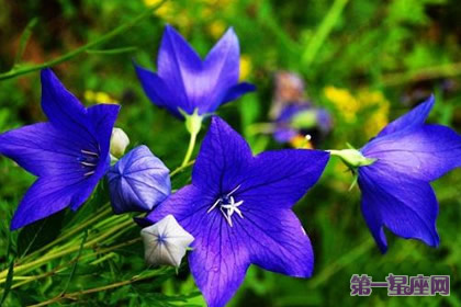 爱情花语:什么花代表不变的爱?