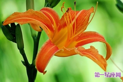 7月4日花语:一日百合花,生日花语激情