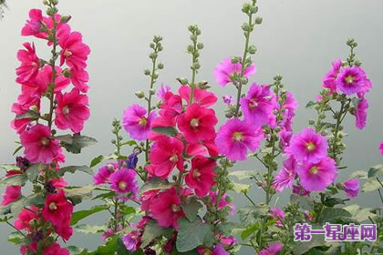 8月3日花语：蜀葵，生日花语梦