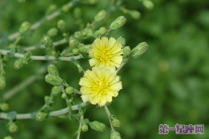 花语:青莴,生日花语害羞