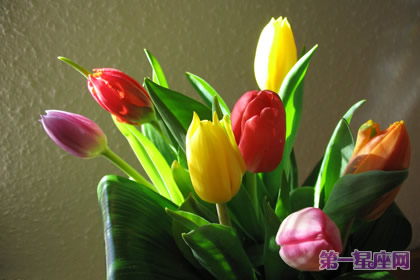 四月的花语是什么?郁金香