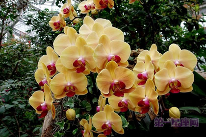 蝴蝶兰花语：我爱你幸福向你飞来