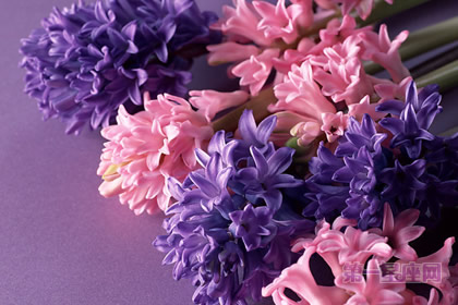 三八妇女节送丈母娘什么花?