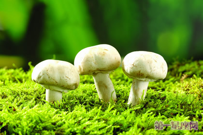 花语:蘑菇,生日花语左右为难