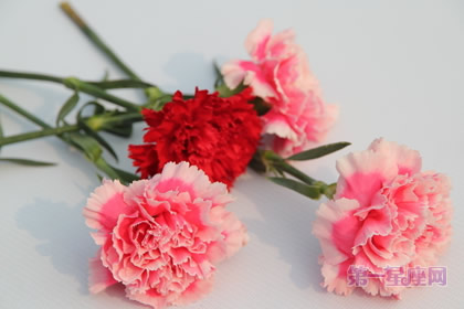 三八节的花语是什么？你知道么？