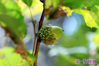 植物花语:橡树的花语是什么?