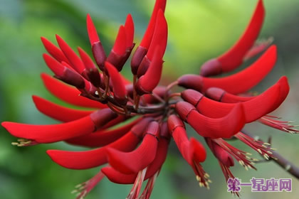 象牙红的花语:荣耀