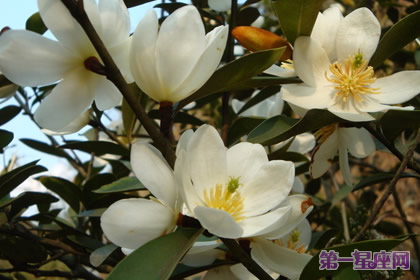 含笑花的花语:含蓄和矜持