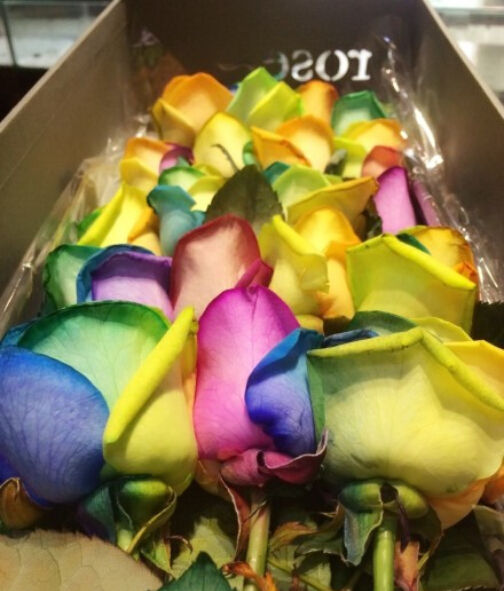 七彩玫瑰花语是什么