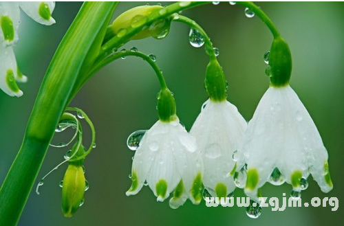 雪滴花的花语